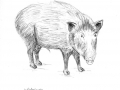 wildschwein_angezogen_bw