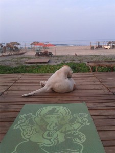 Hund auf Yogamatte