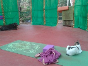 04_dogCatYoga